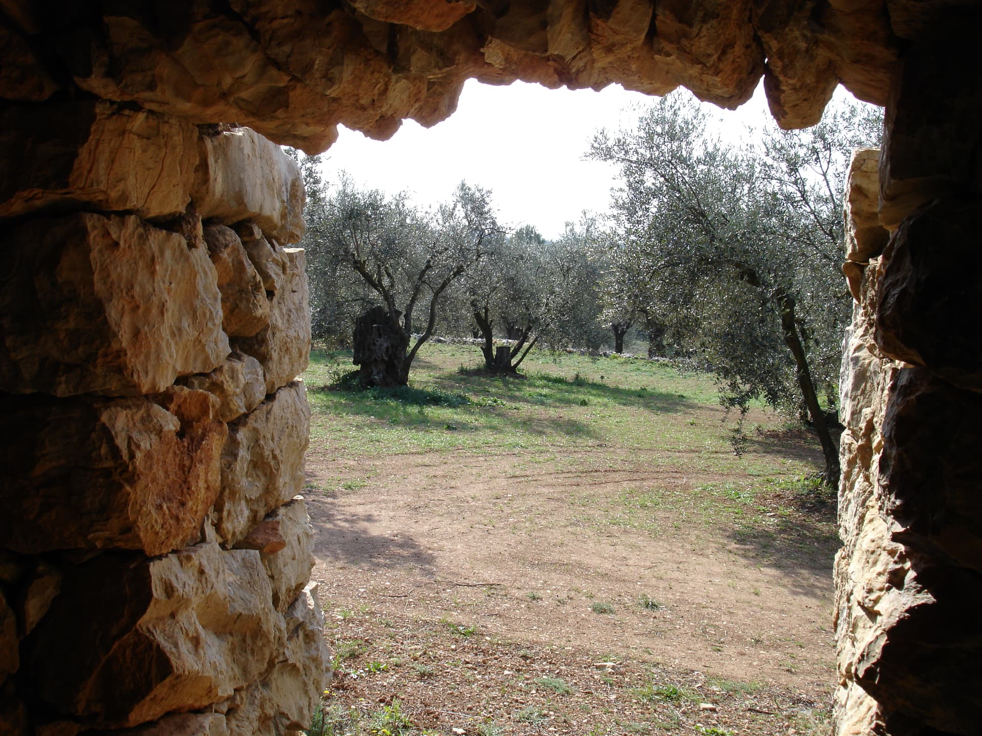Oliveres vistes des de l'interior d'una barraca